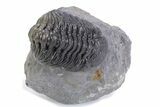 Big, Fat Morocops Trilobite - Ofaten, Morocco #359604-2